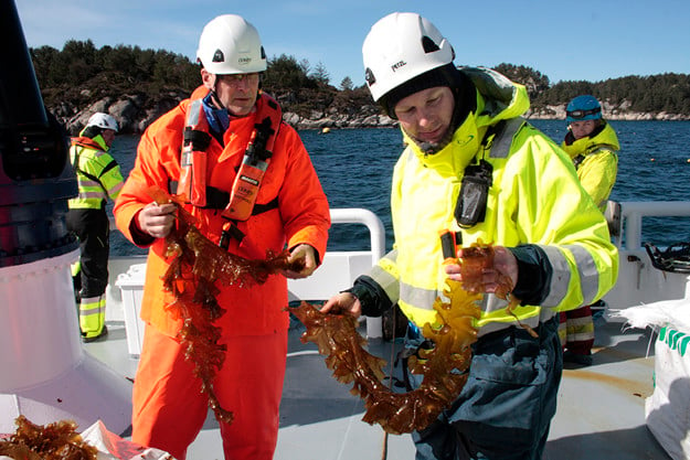 Two employees out at the facility with seaweed