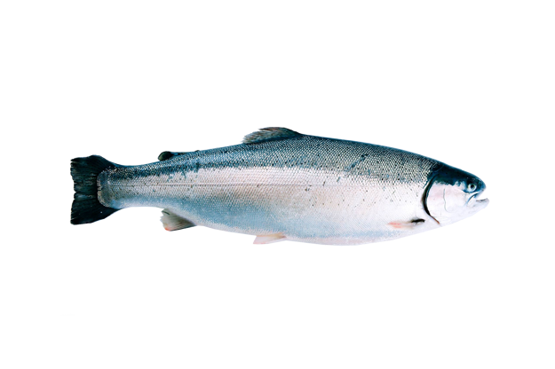 Whole trout