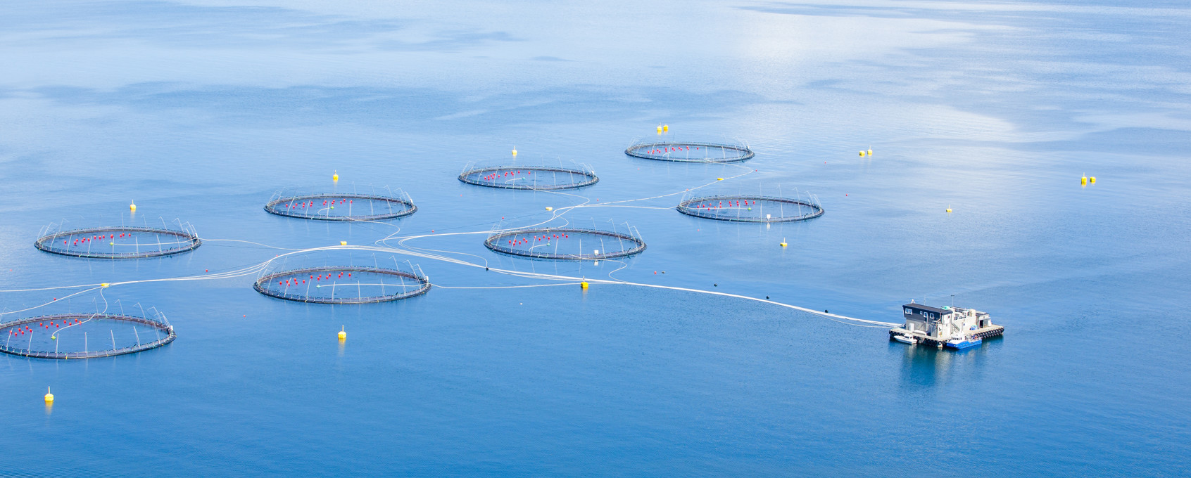 Cod onboard a boat with a fishermen