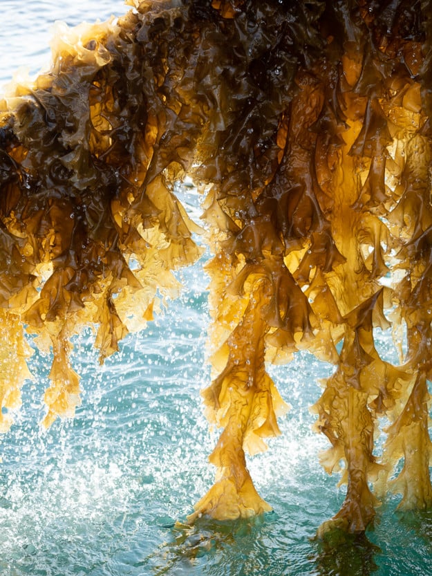 Seaweed is being taken up onto a boat