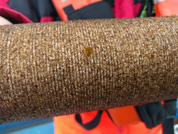 Sugar kelp on a rope.